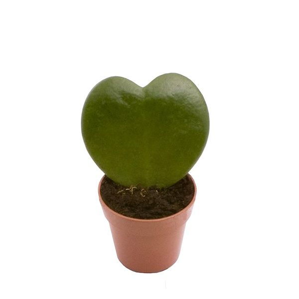 hoya kerrii