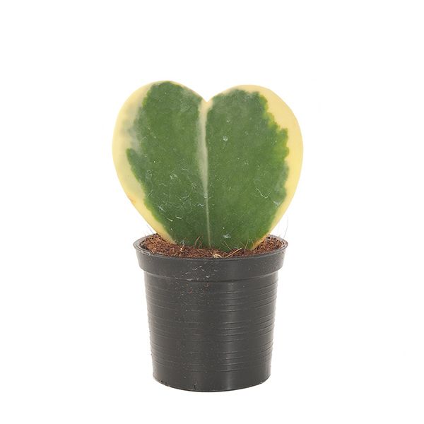 Hoya Kerrii Variegata