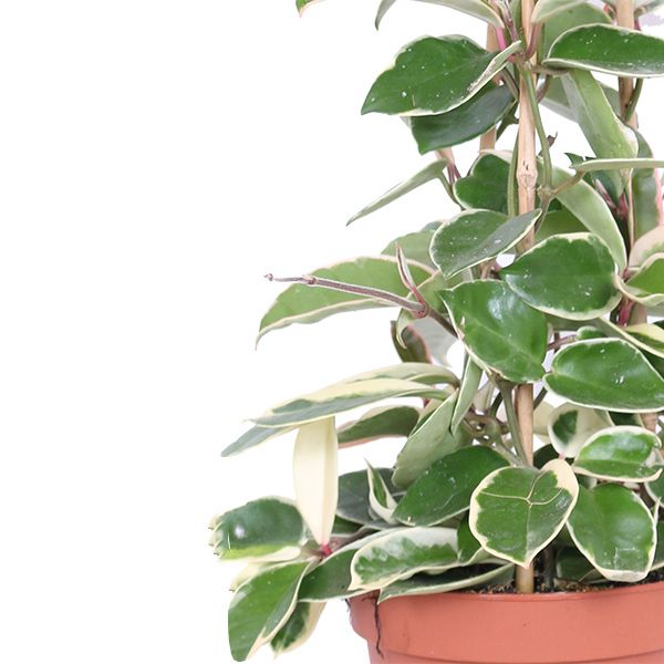 Hoya krimson queen blad