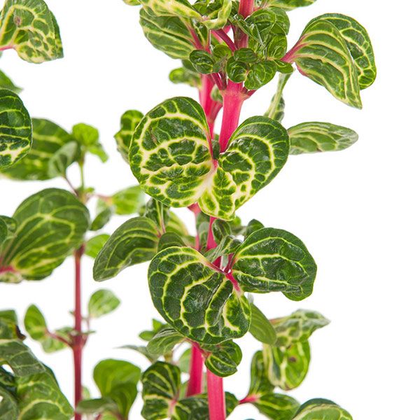 iresine herbstii plant