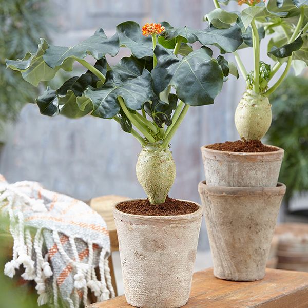Jatropha Podagrica