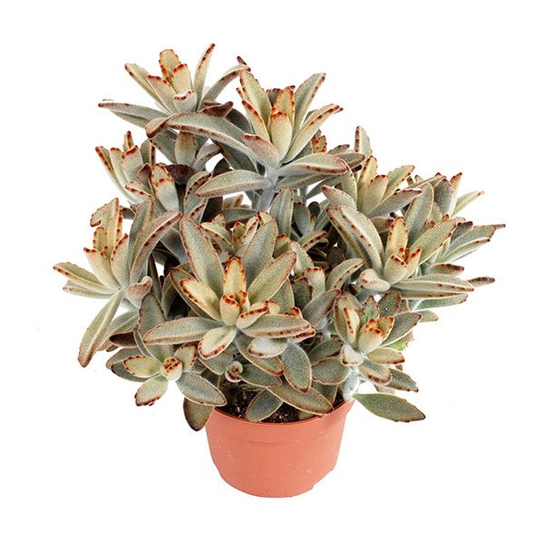 Kalanchoe Tomentosa
