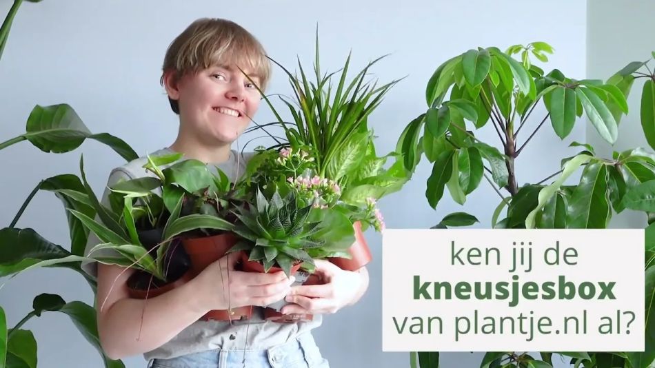 kneusjesbox video