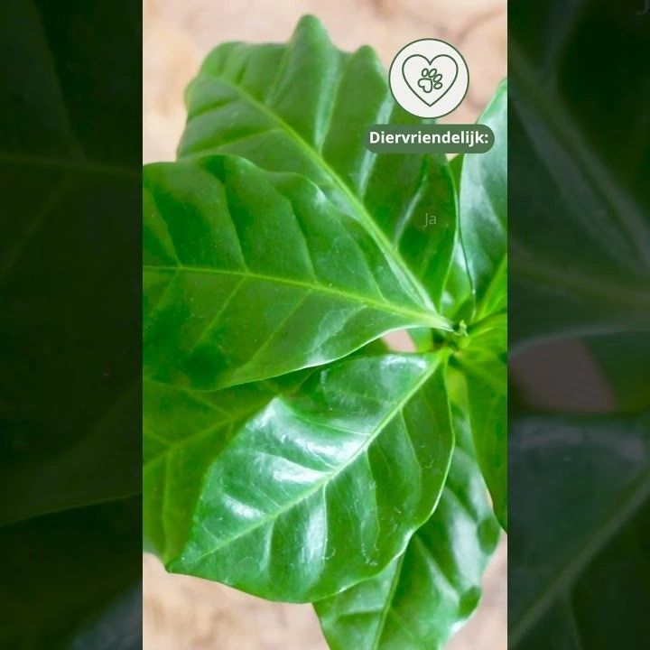 koffieplant brievenbusplantje video
