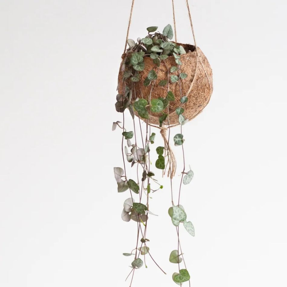 Kokodama-ceropegia-string-of-hearts-haning-pot-1-1024