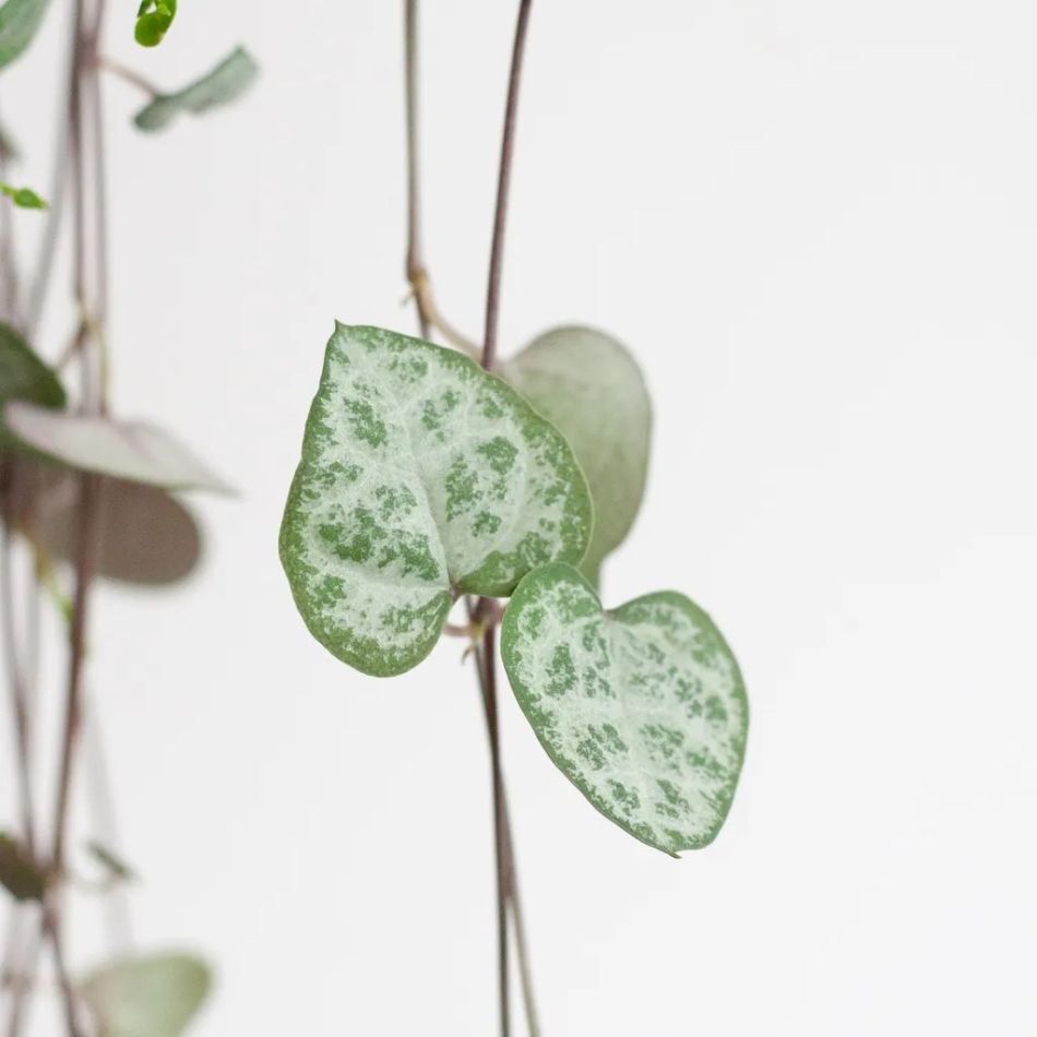 Kokodama-ceropegia-string-of-hearts-haning-pot-2-1024