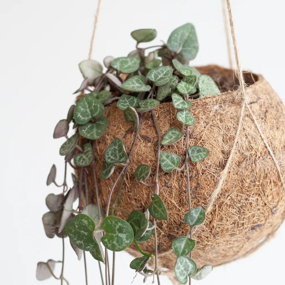 Kokodama-ceropegia-string-of-hearts-haning-pot-3-1024