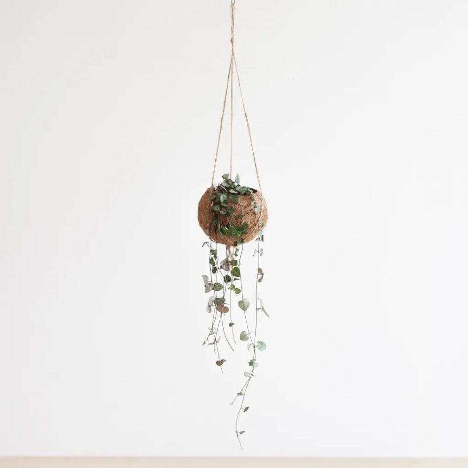 Kokodama-ceropegia-string-of-hearts-haning-pot-7-1024