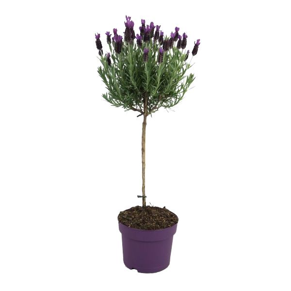 Lavendel st anouk op stam