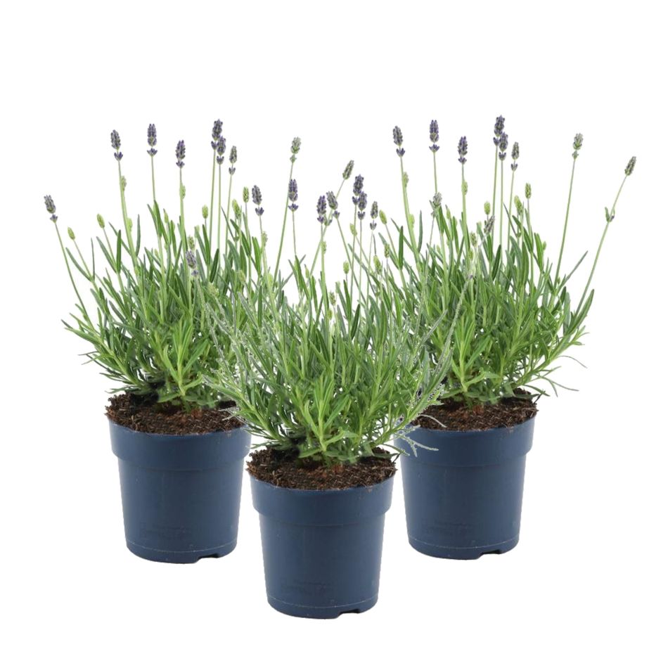 Lavendel-trio-scaled
