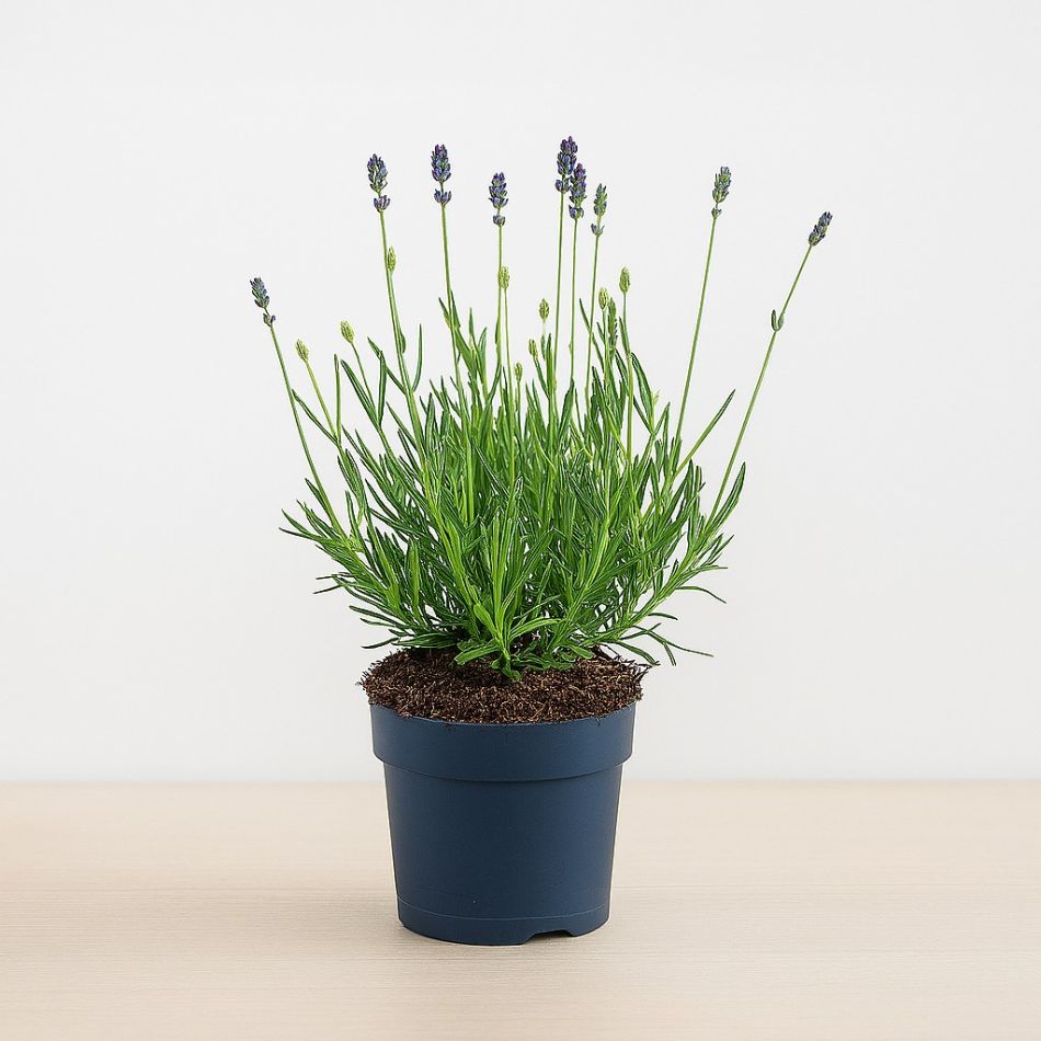 lavendelplant kopen