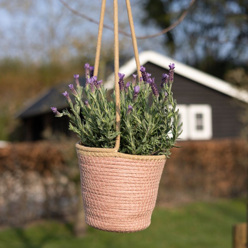 Lavender-1024