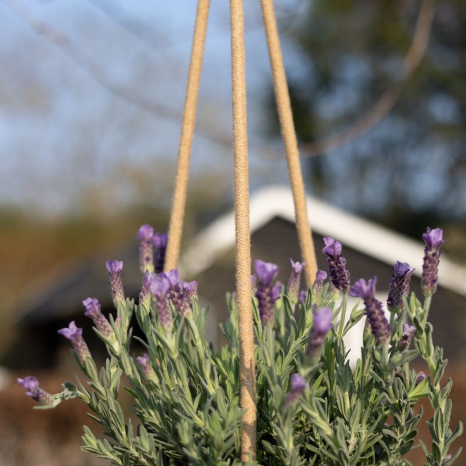 Lavender-4-1024 1