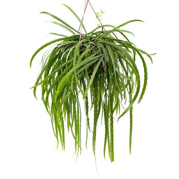 Lepismium Bolivianum