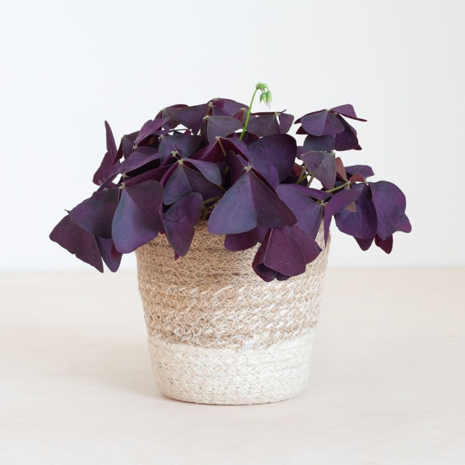 Lissabon-s-white-oxalis-P12-1024-1