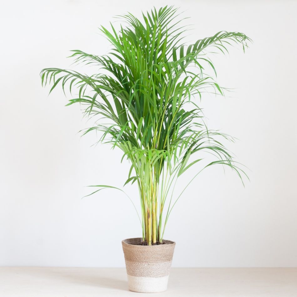Lissabon-wit-Lgoudpalm-p21-1024-1