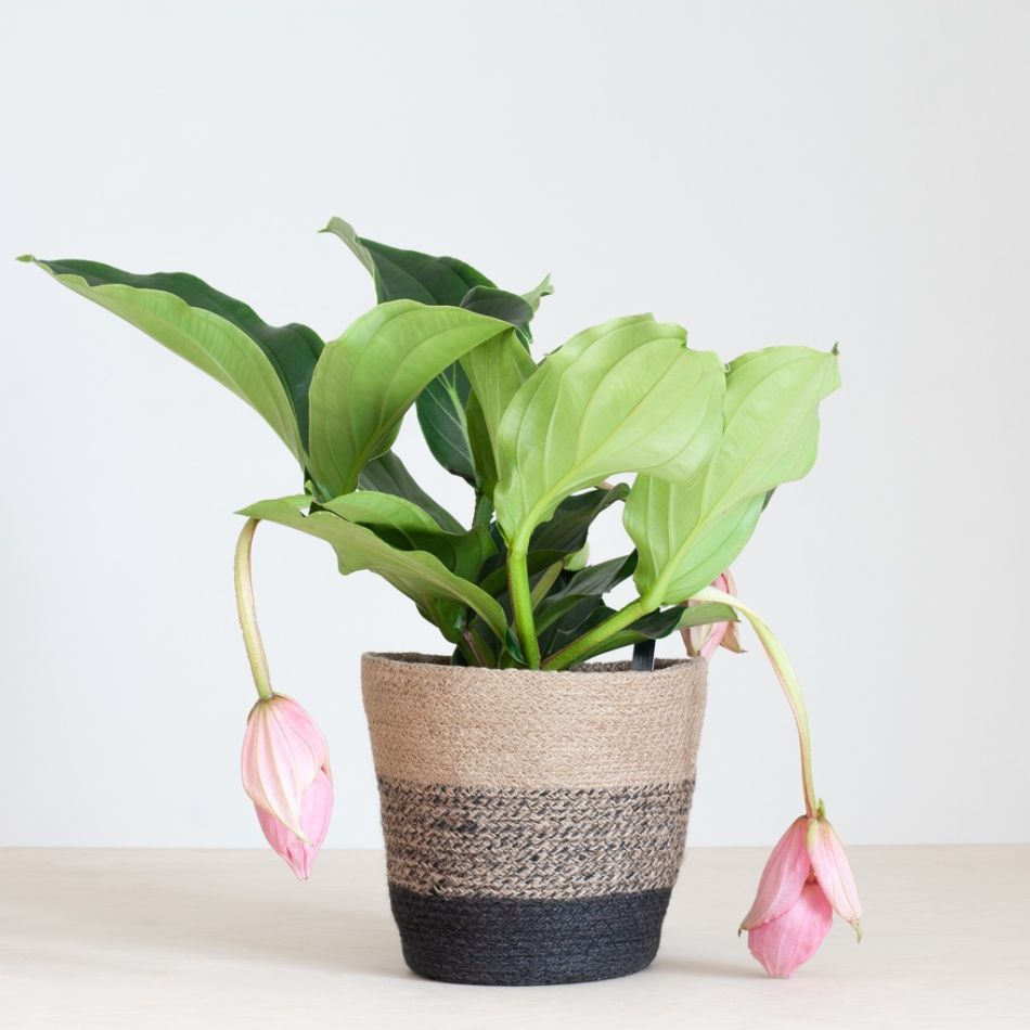 Lissabon-zwart-L-medinilla-1024