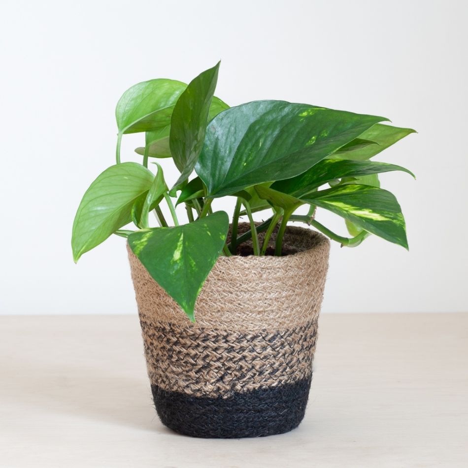 Lissabon-zwart-S-plant-1024