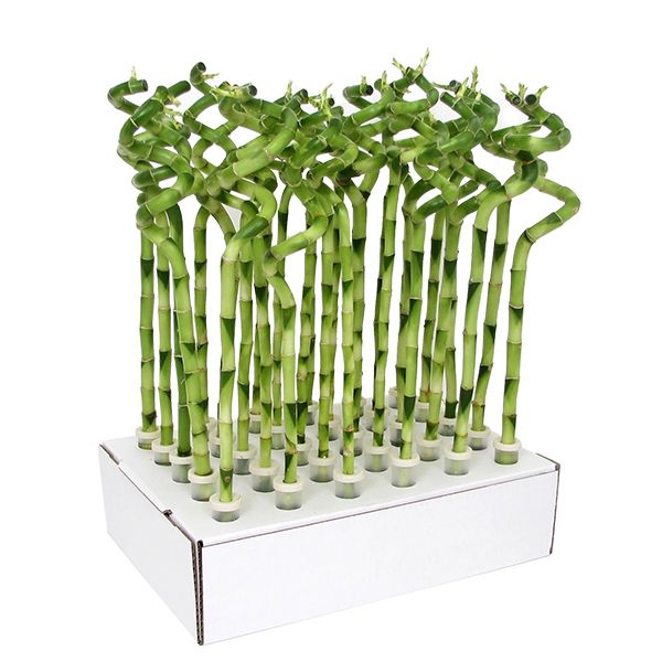 Lucky Bamboo