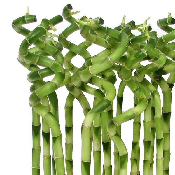 Lucky Bamboo verzorging
