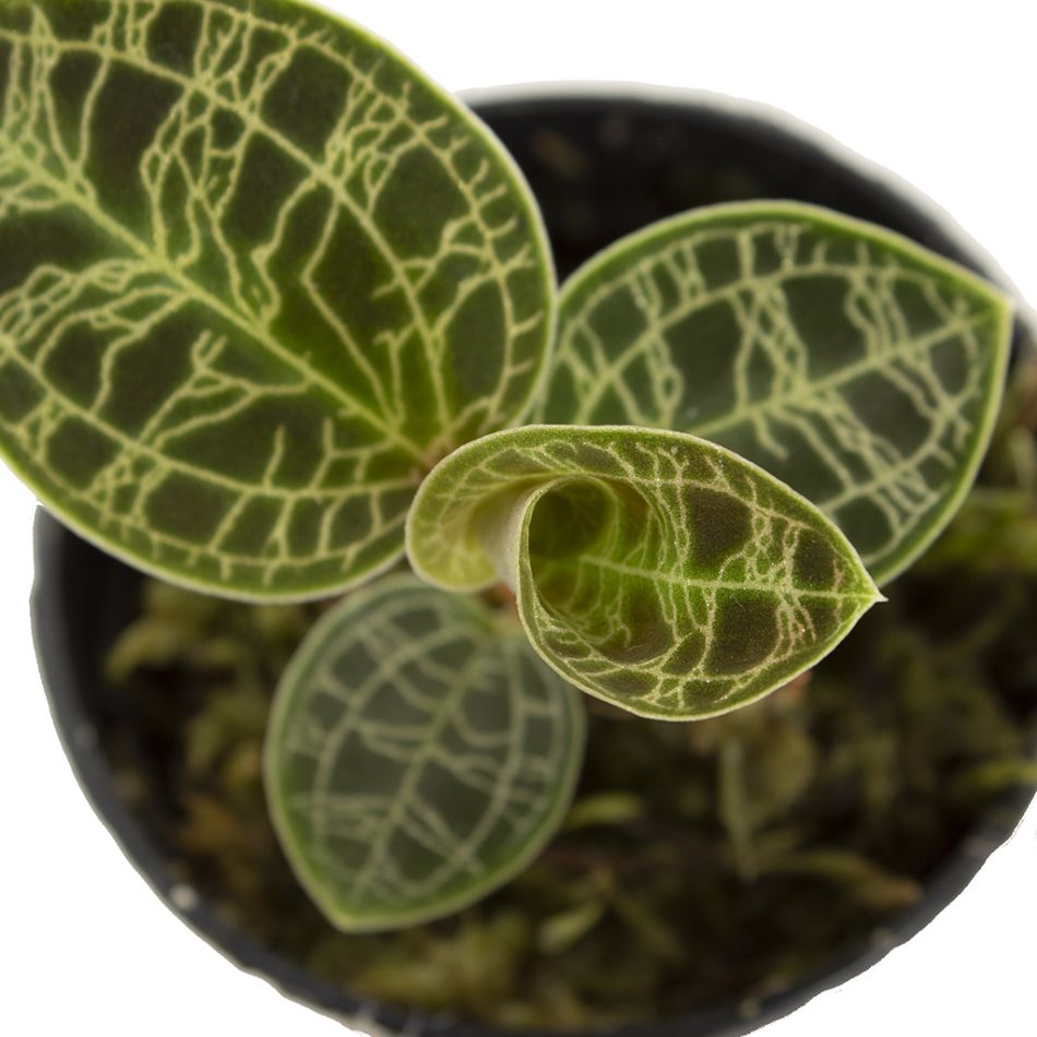 Macodes petula blad