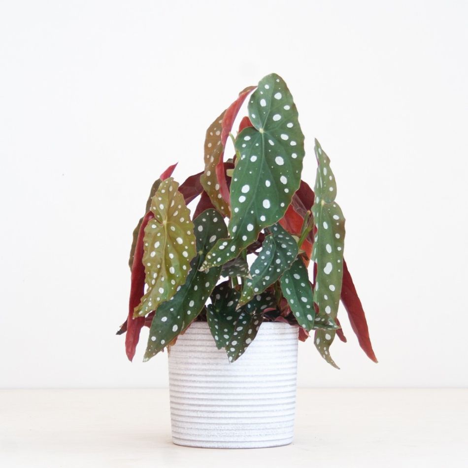 plantenpot malmo