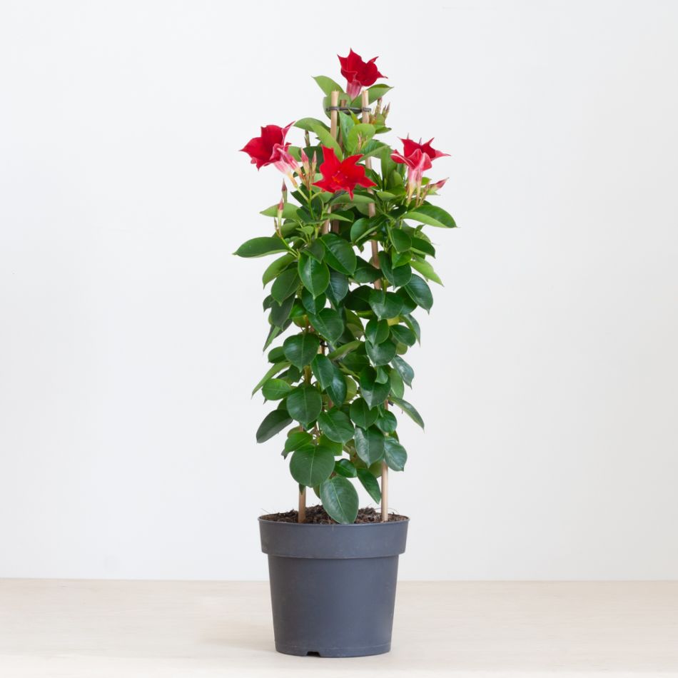 Mandevilla Sundaville - Dipladenia - Rood - P17