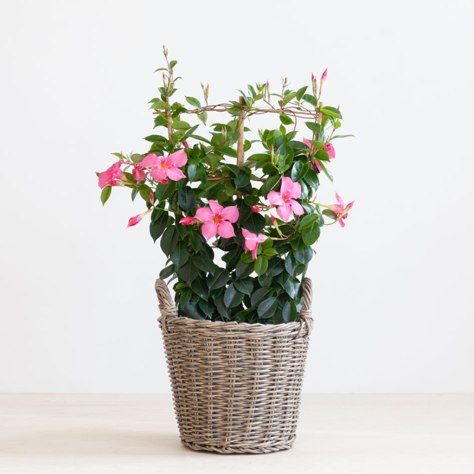 Mandevilla-senderi-1-1024
