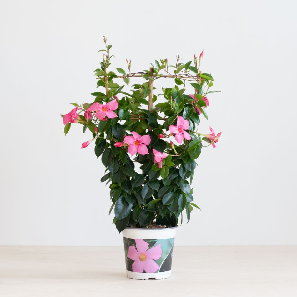 Mandevilla-senderi-1024