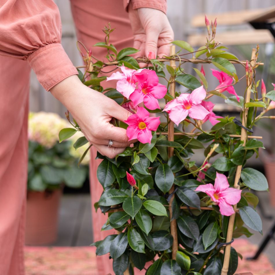 Mandevilla-senderi-sfeer-2-1024