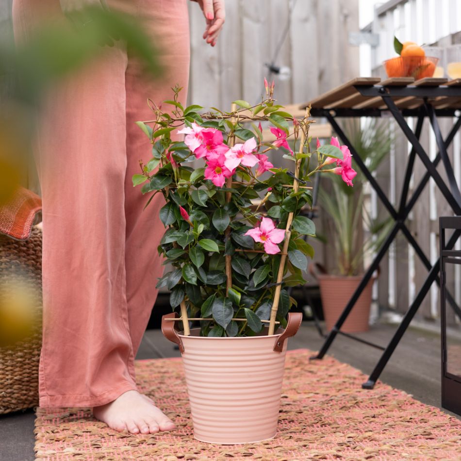 Mandevilla-senderi-sfeer-4-1024