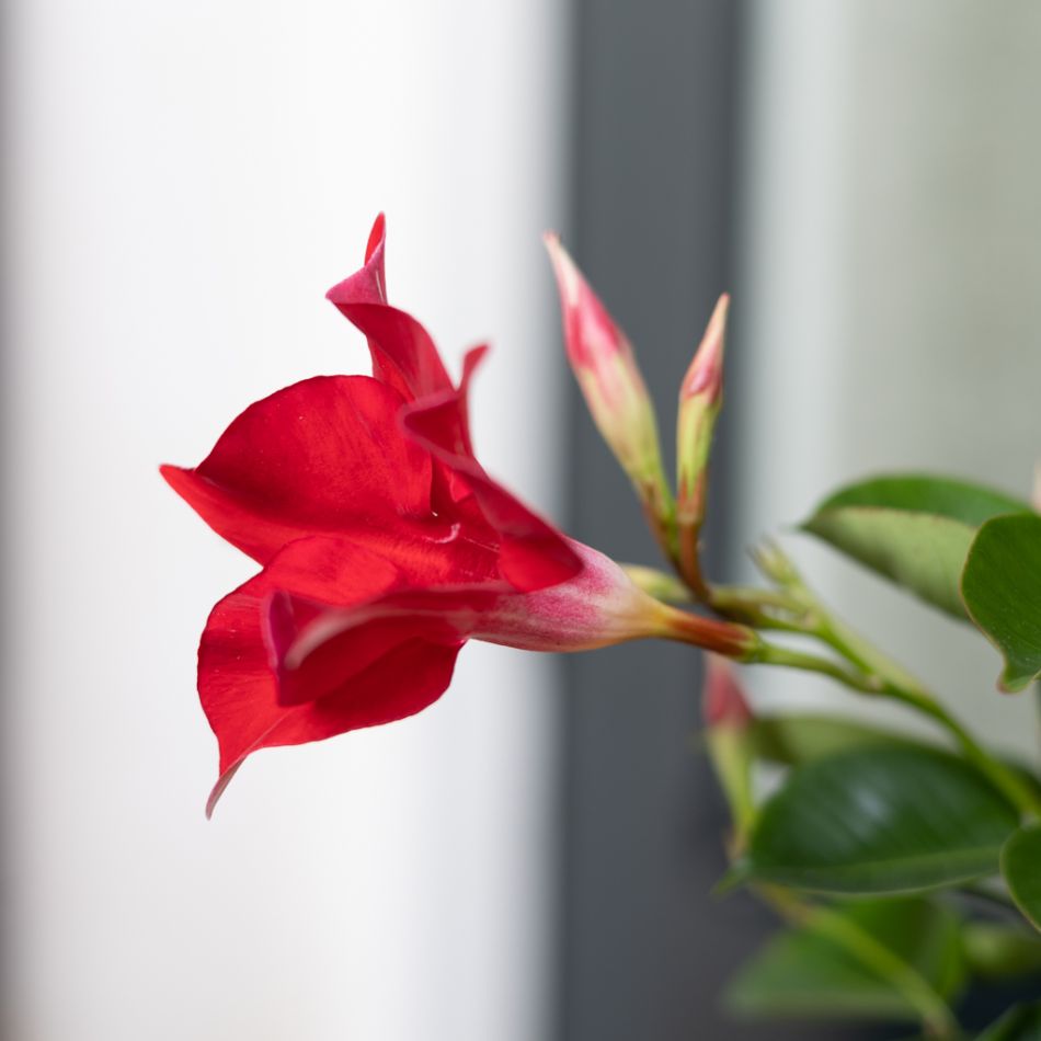 Mandevilla Sundaville - Dipladenia - Rood - P17