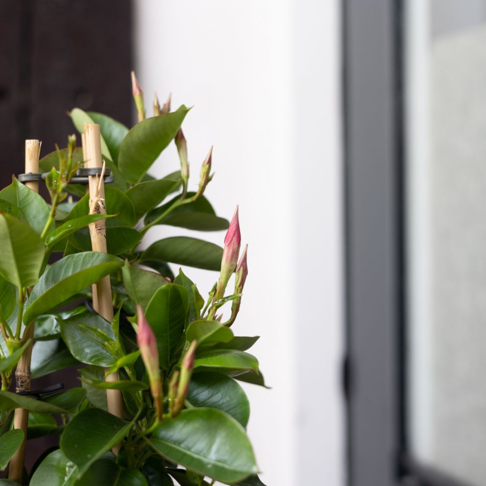 Mandevilla Sundaville - Dipladenia - Rood - P17