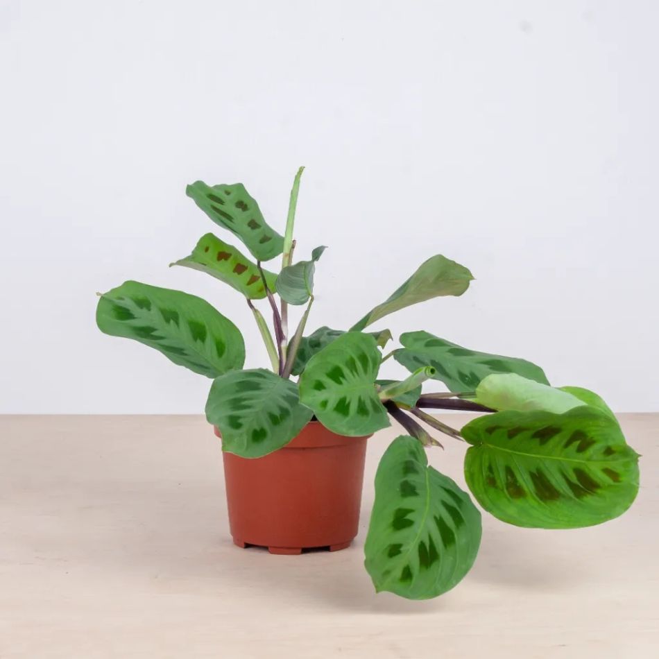 maranta kerchoveana plant