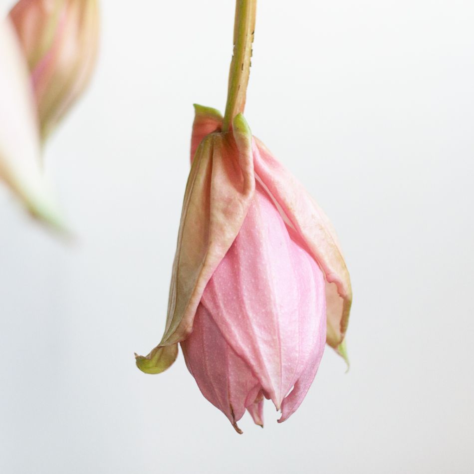 Medinilla Magnifica - Trosbloem - P17