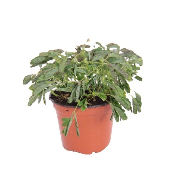 mimosa plantje