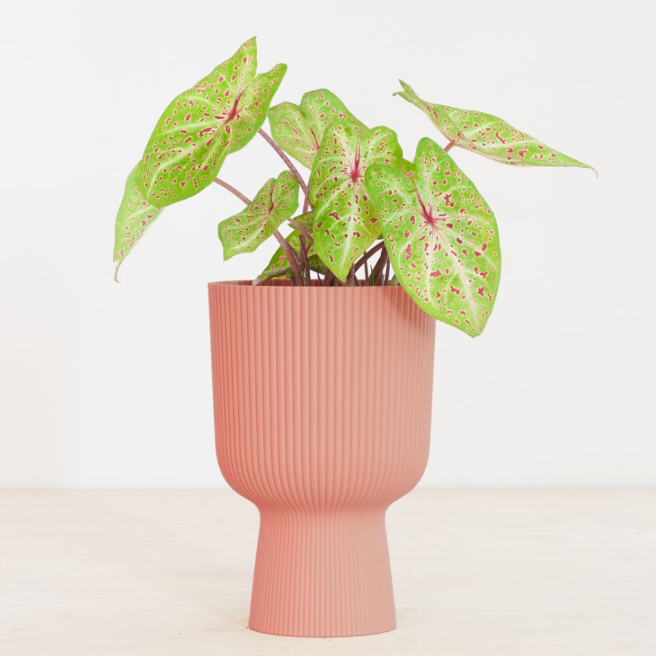 Caladium Miss Muffet - P13