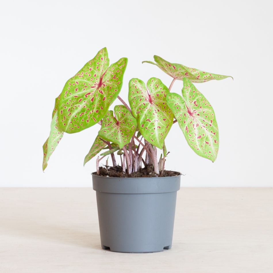 Caladium Miss Muffet - P13