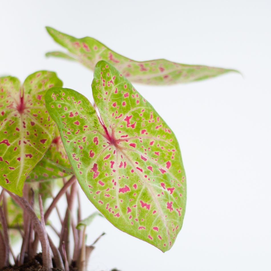 Caladium Miss Muffet - P13