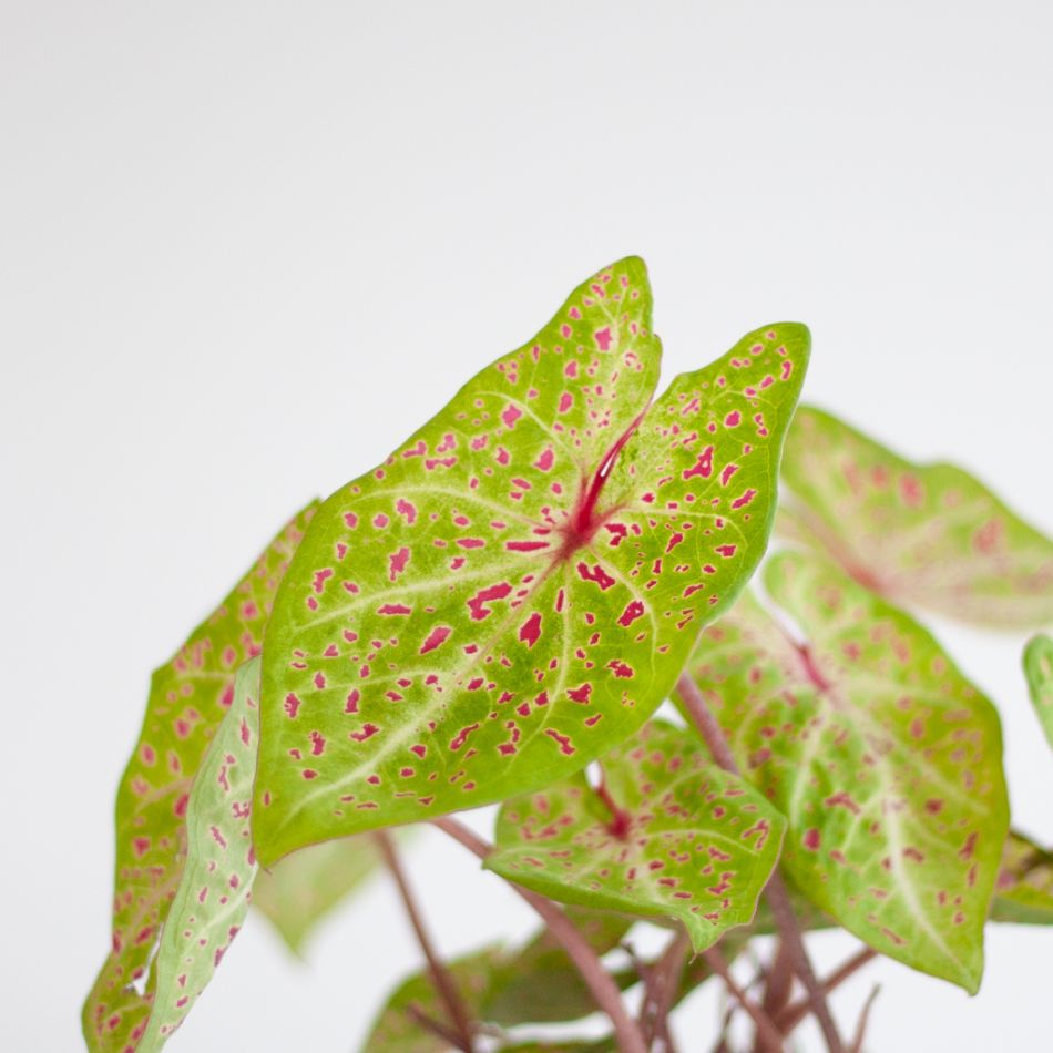 Caladium Miss Muffet - P13