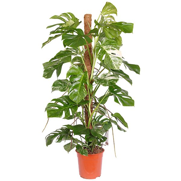 Bonte Monstera Albino