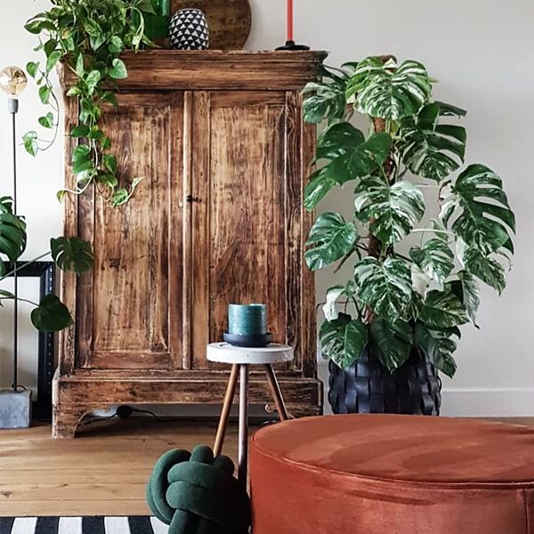 Monstera Variegata