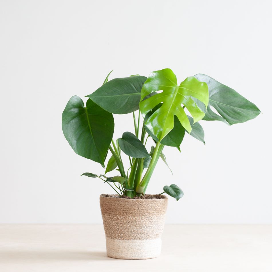 Monstera Deliciosa - Gatenplant - inclusief Jute Pot Wit - P17