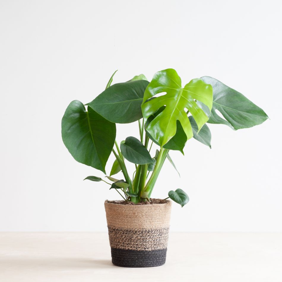 Monstera Deliciosa - Gatenplant - inclusief Jute Pot Zwart- P17