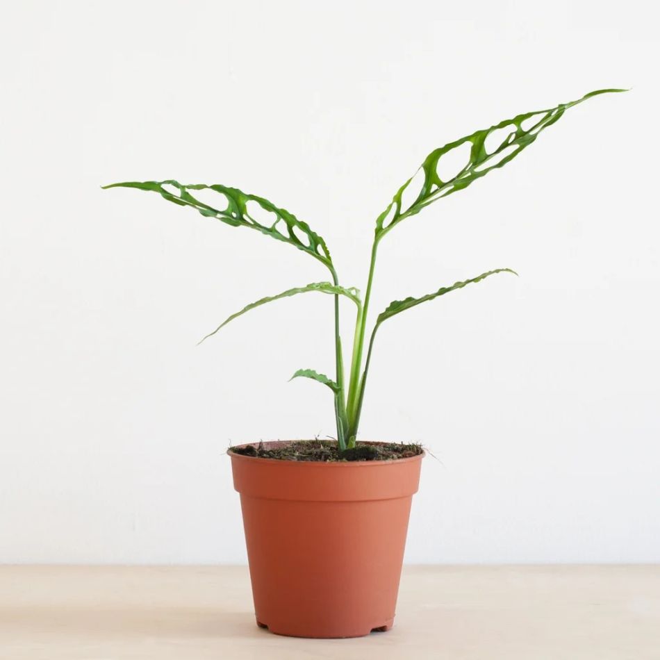 Monstera Obliqua Peru