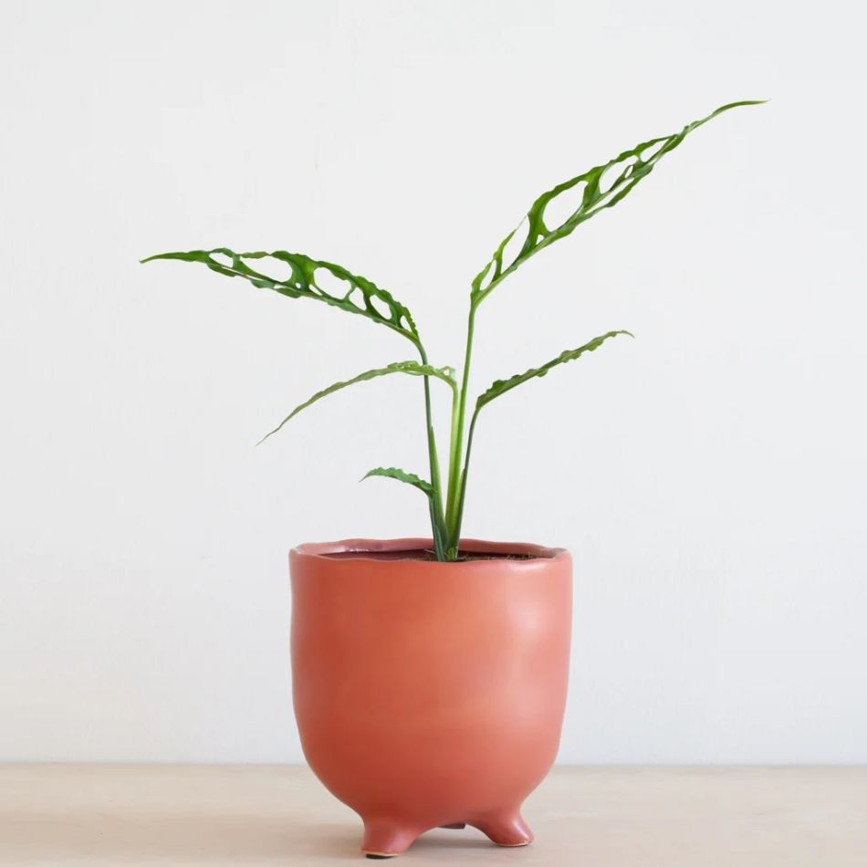 Monstera Obliqua Peru