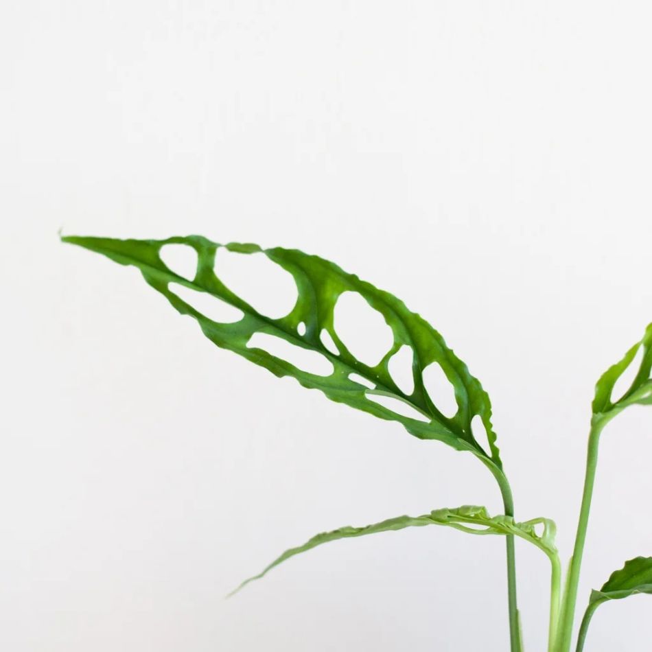 Monstera Obliqua Peru