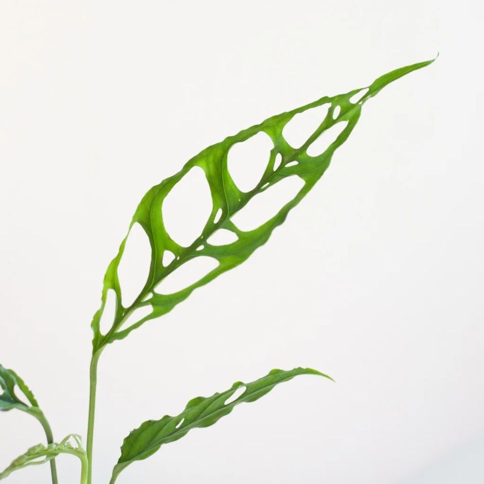 Monstera Obliqua Peru