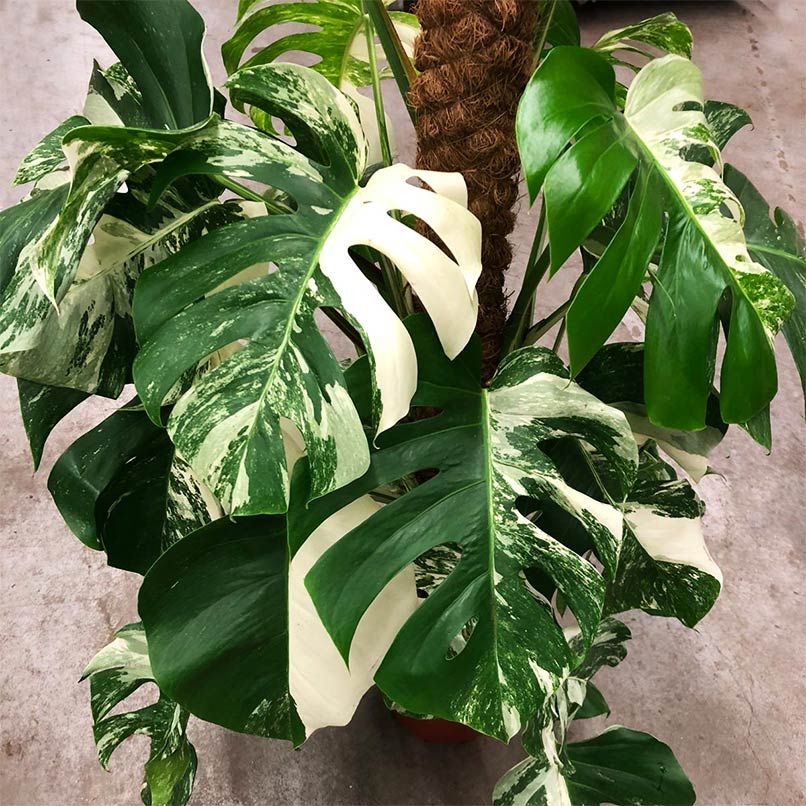 bonte monstera