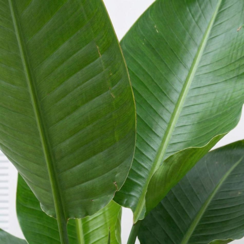 My first weavy - plantje